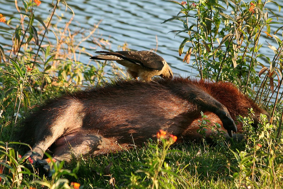 Yellow-headed Caracara - ML204113261