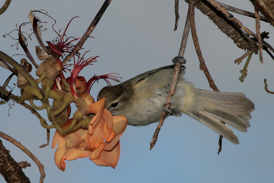 Vireo de Noronha - ML204113301