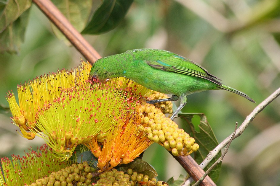 Green Honeycreeper - Ivan Sazima