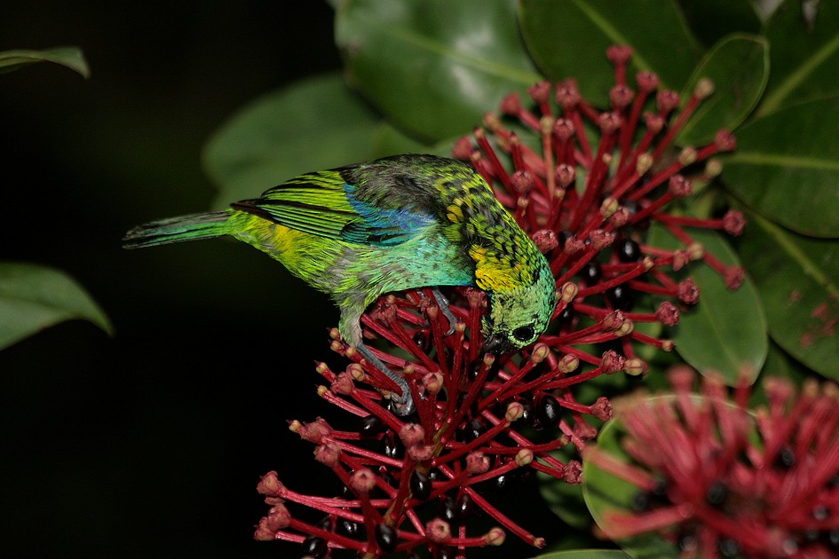 Green-headed Tanager - Ivan Sazima