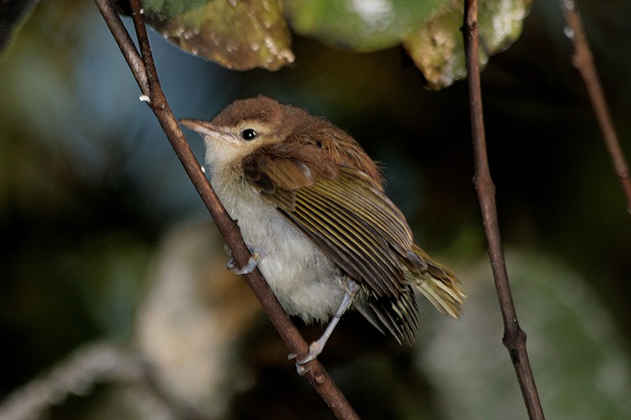 Noronha Vireo - ML204113431