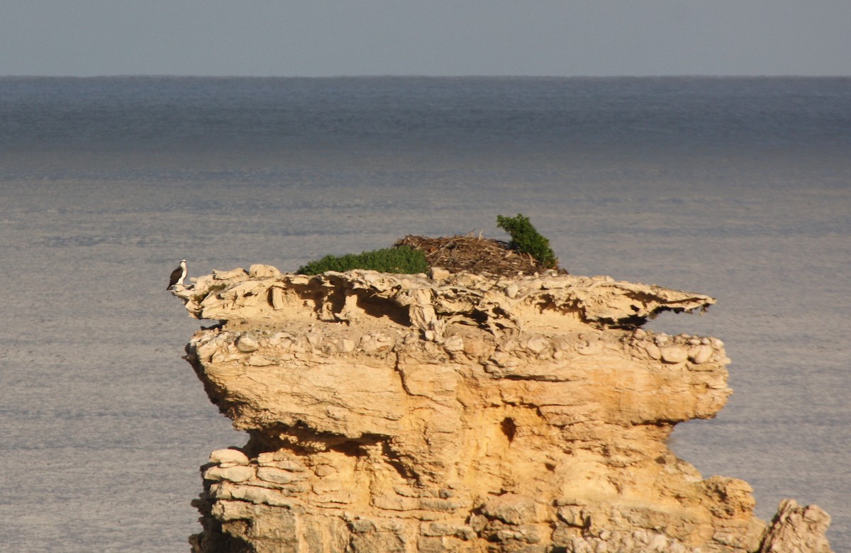 Águila Pescadora - ML204114511