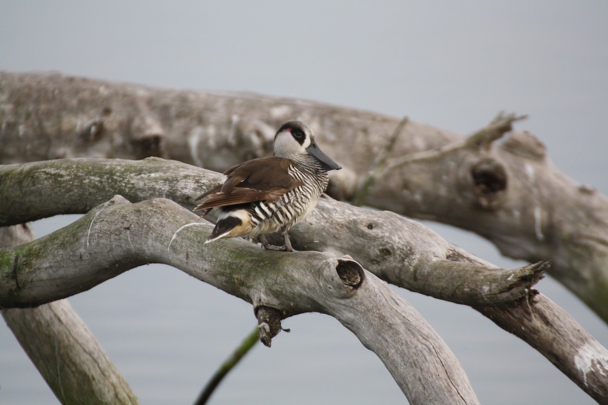 Pink-eared Duck - ML204114681