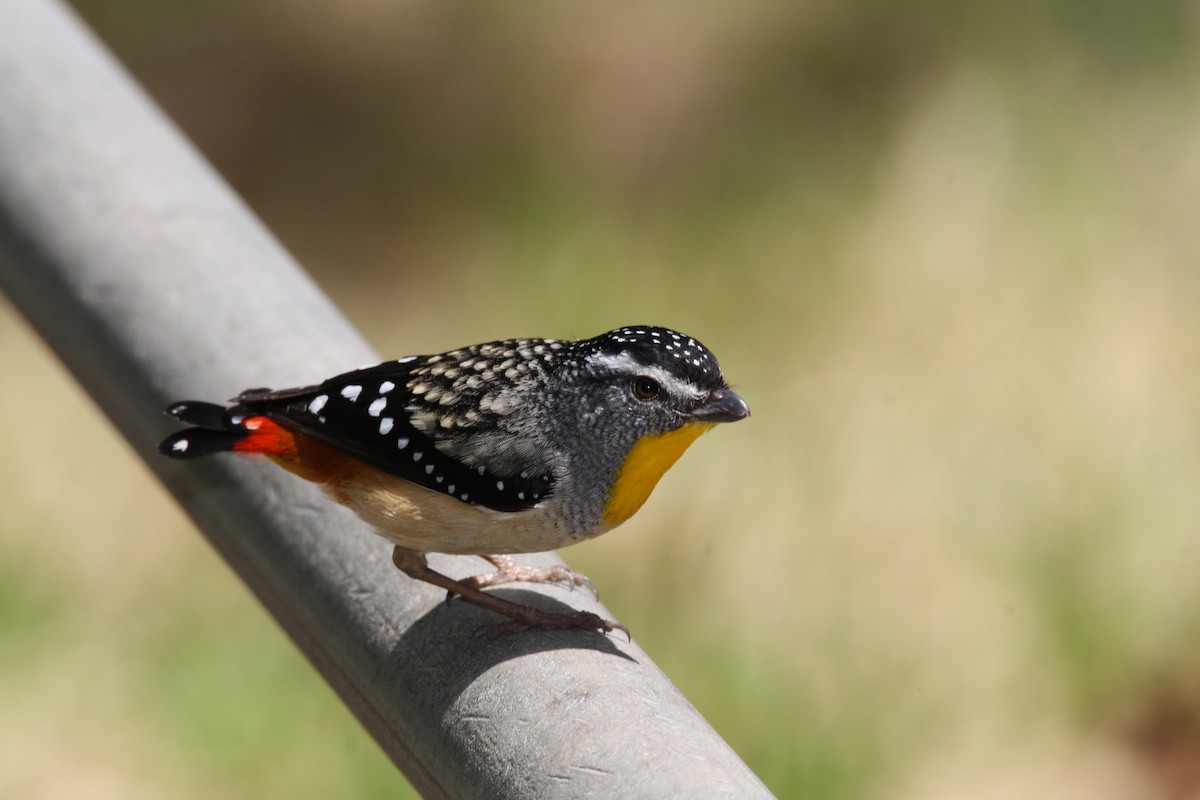 Spotted Pardalote - ML204114841