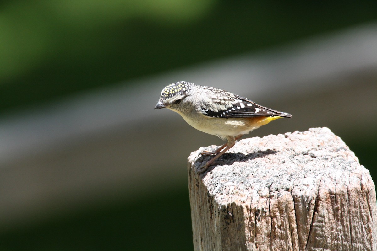 Spotted Pardalote - ML204114851