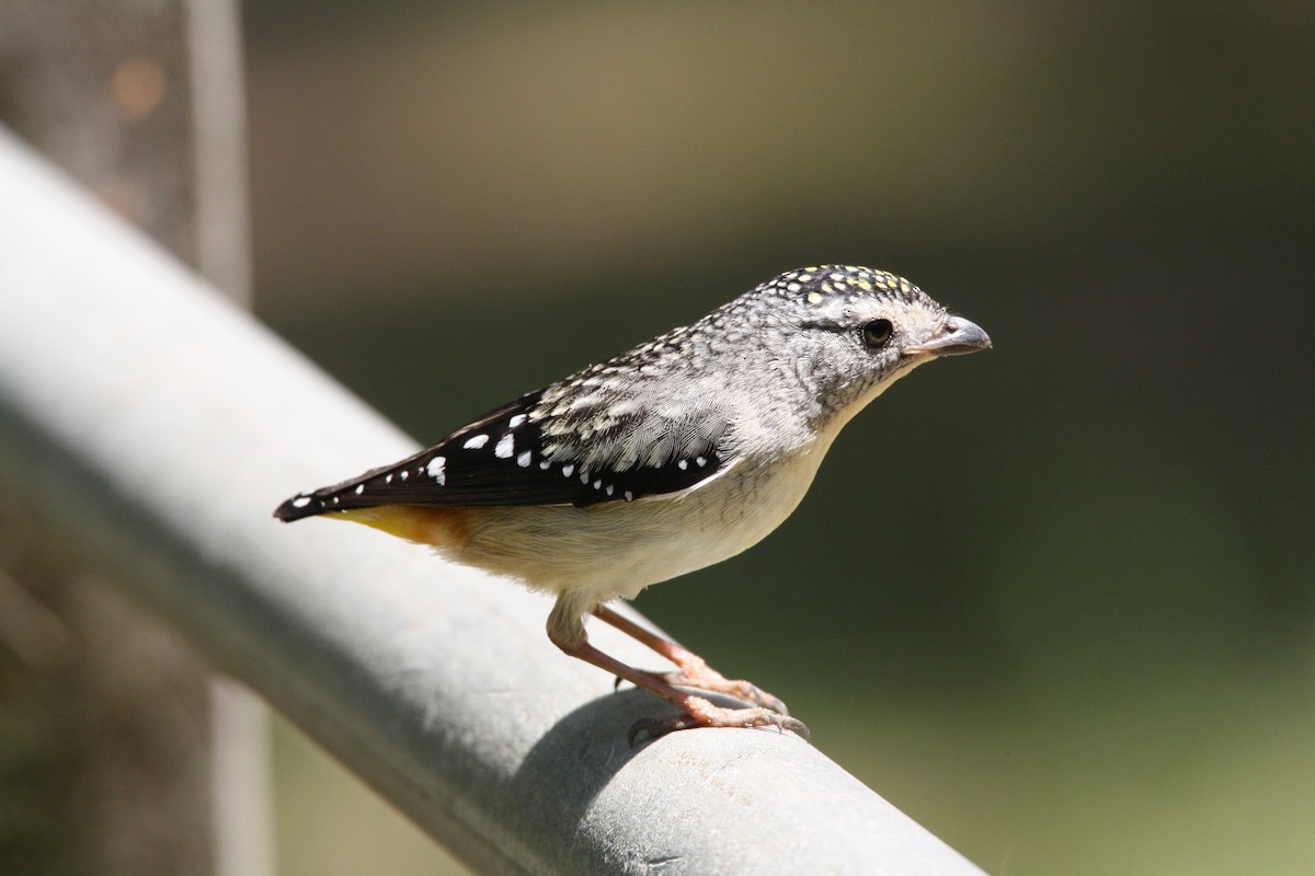 Spotted Pardalote - ML204114861