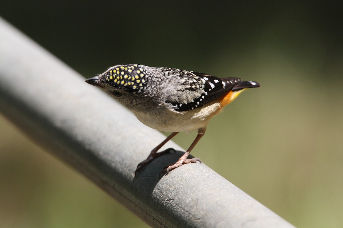 Spotted Pardalote - mark broomhall