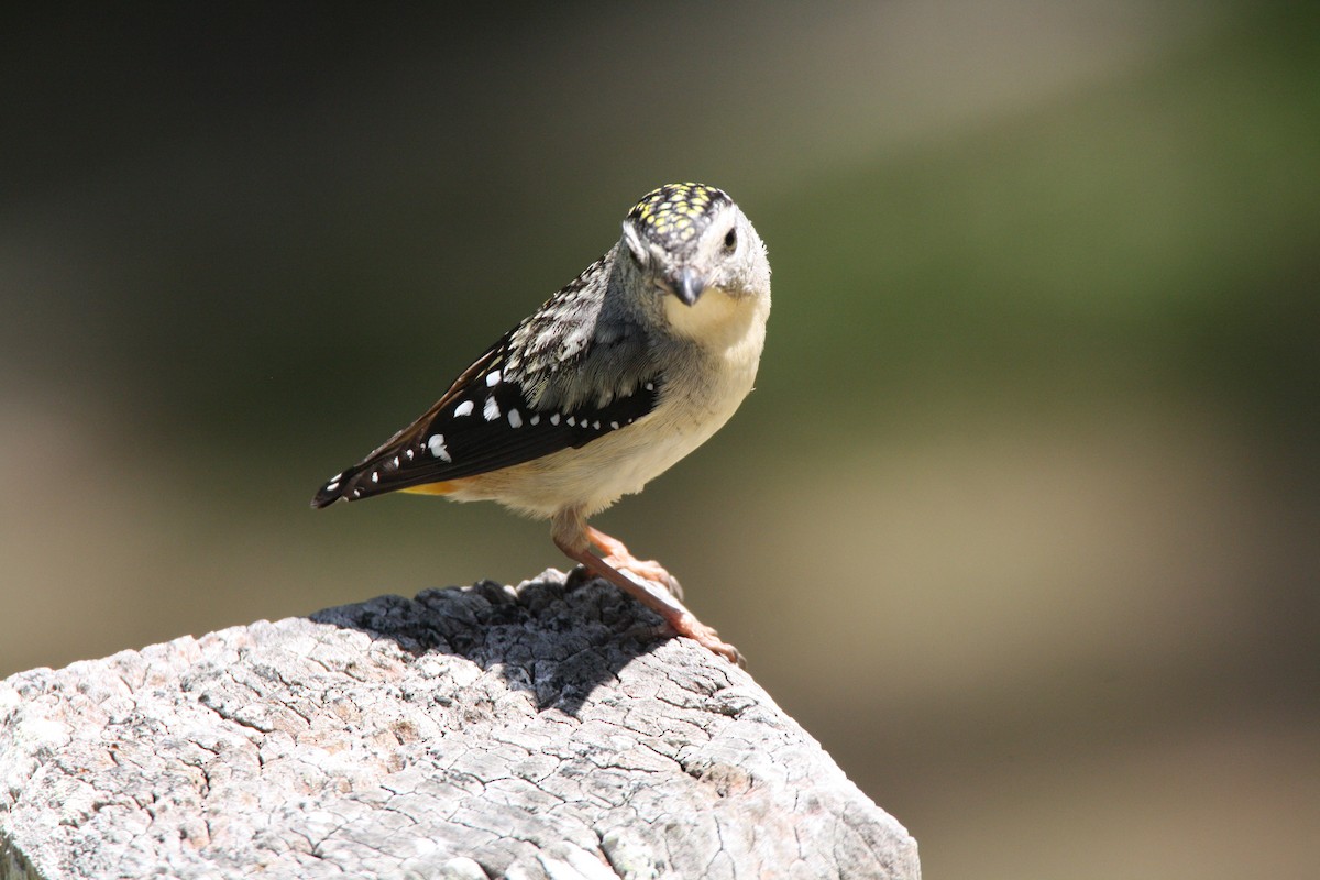 Spotted Pardalote - ML204114881