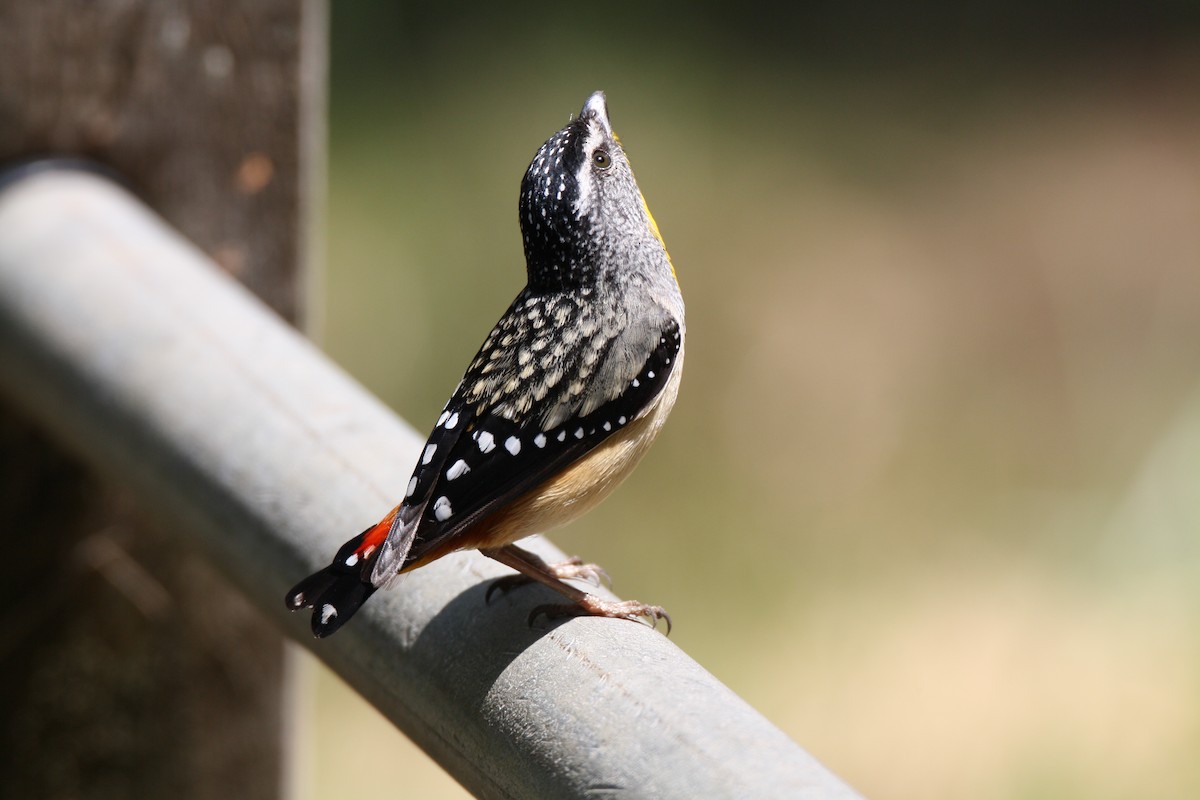 Spotted Pardalote - ML204114891