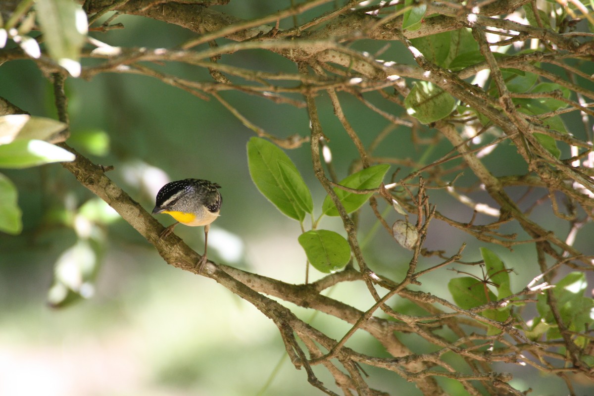 Spotted Pardalote - ML204114901