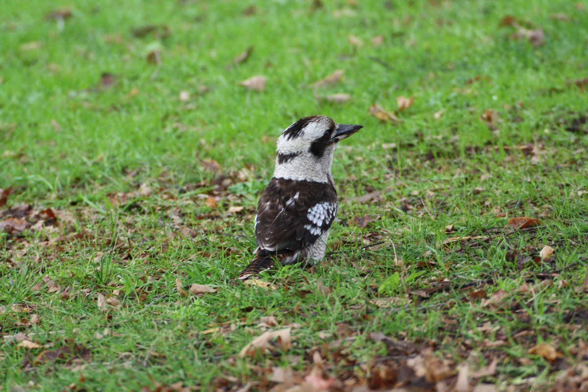 Laughing Kookaburra - ML204115161