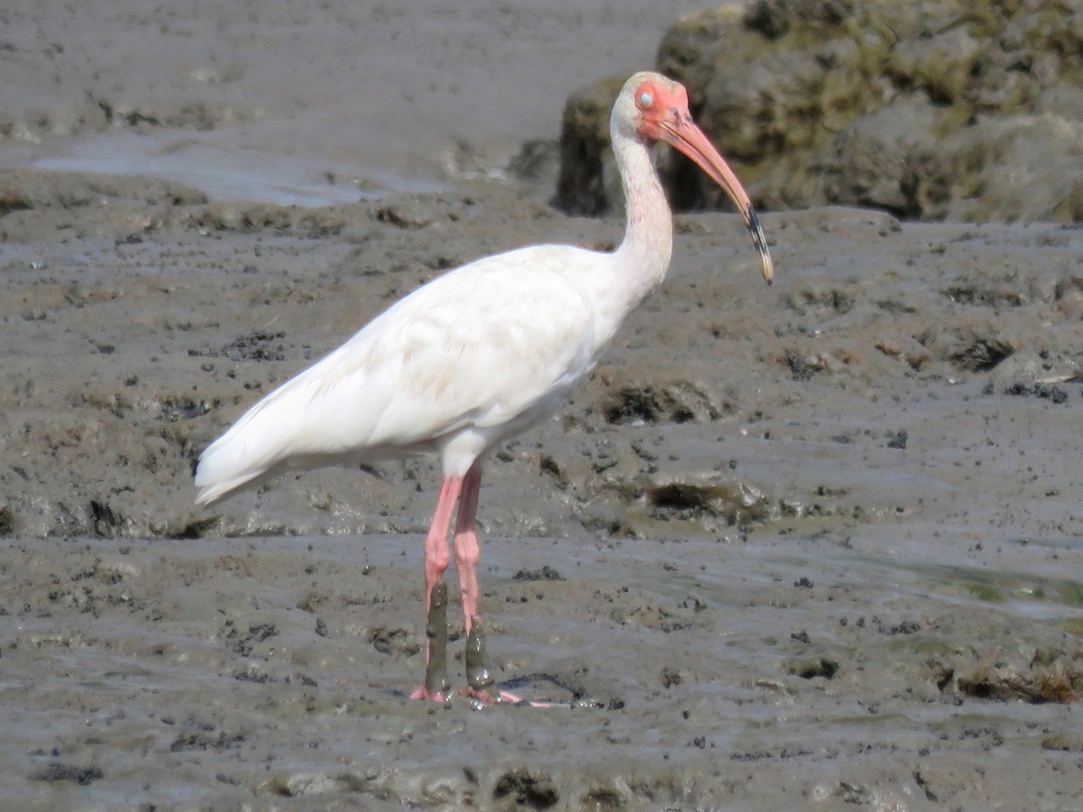 White Ibis - ML204115751