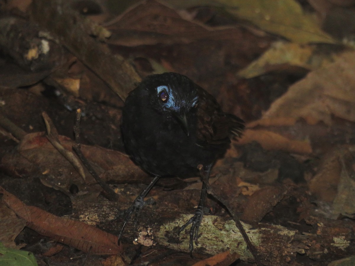 Braunrücken-Ameisenvogel [exsul-Gruppe] - ML204115841