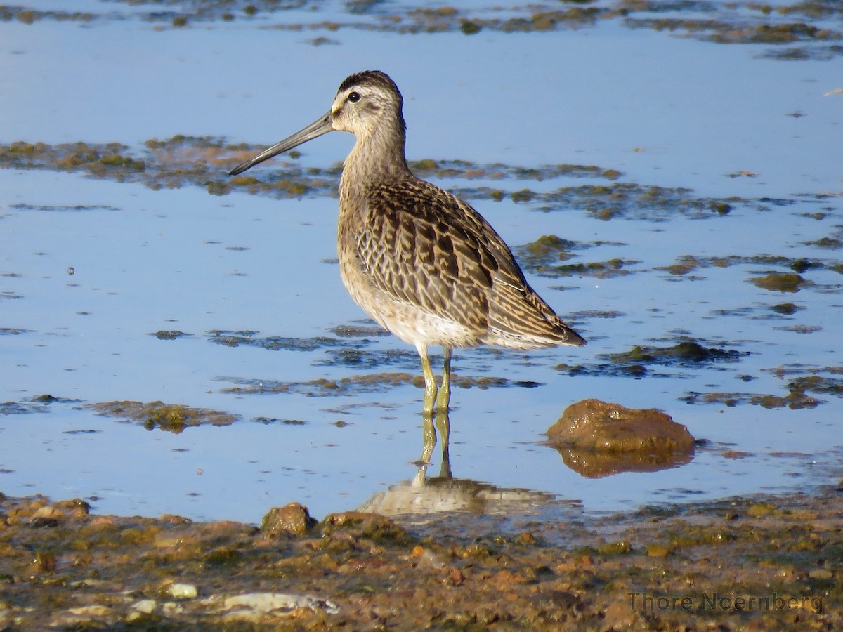 Short-billed Dowitcher (griseus) - Thore Noernberg