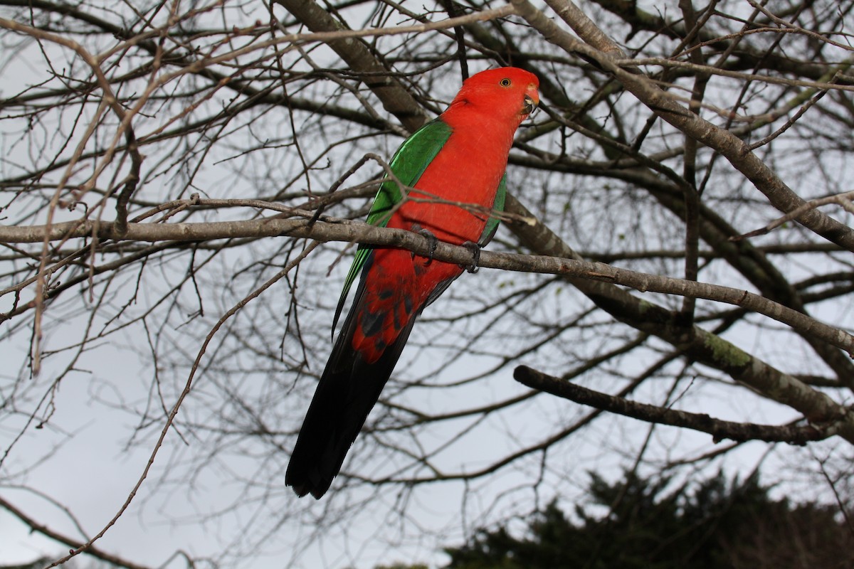 Avustralya Kral Papağanı - ML204116831