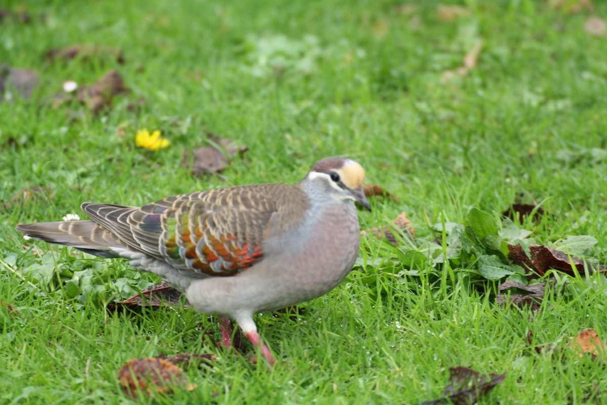 Common Bronzewing - ML204116851