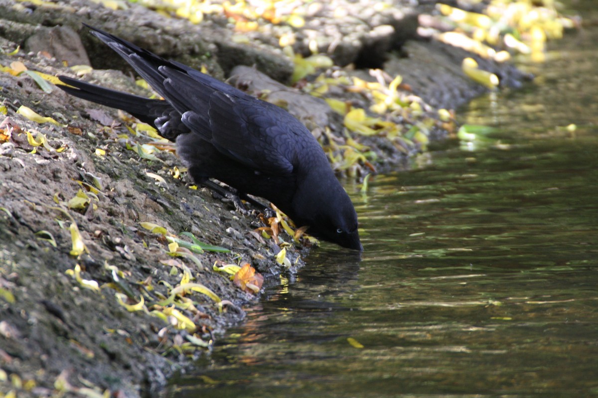 Australian Raven - mark broomhall