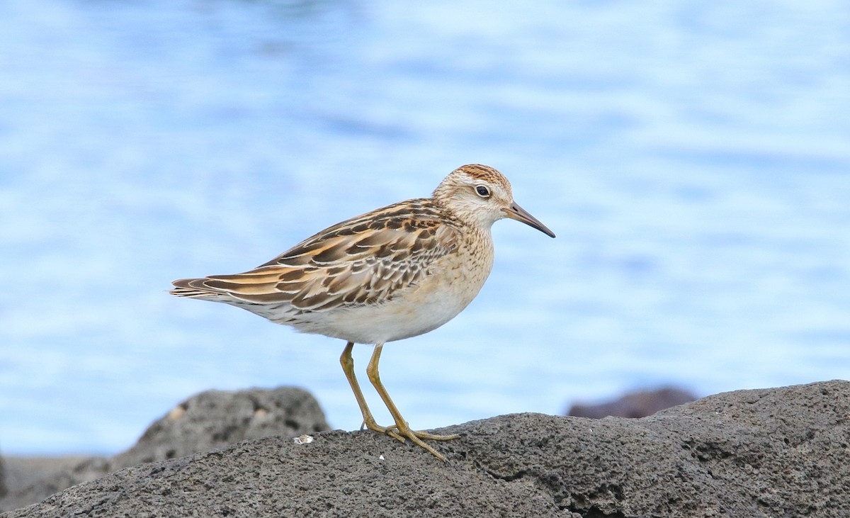 Sharp-tailed Sandpiper - mark broomhall