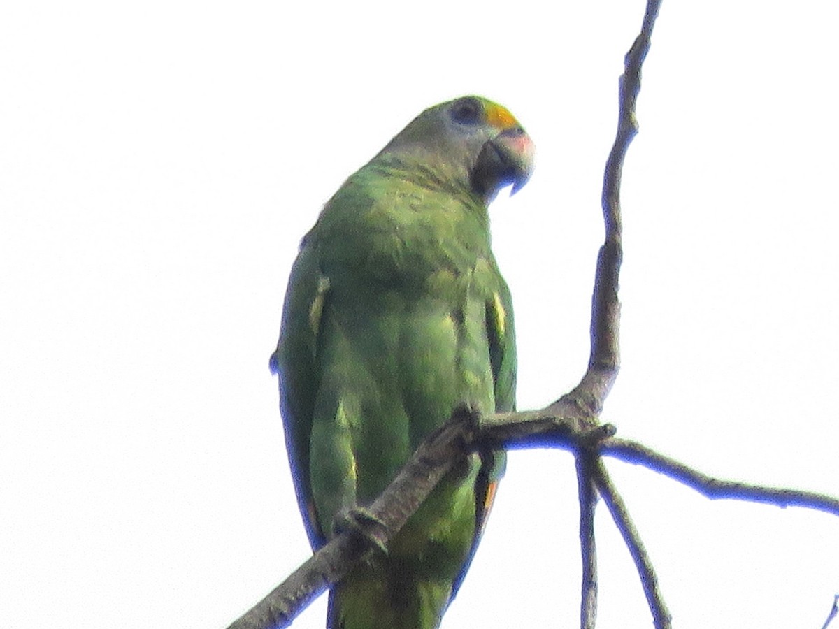 Blue-cheeked Parrot - ML204118381