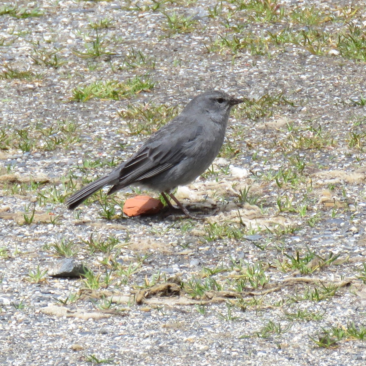 Plumbeous Sierra Finch - Thore Noernberg