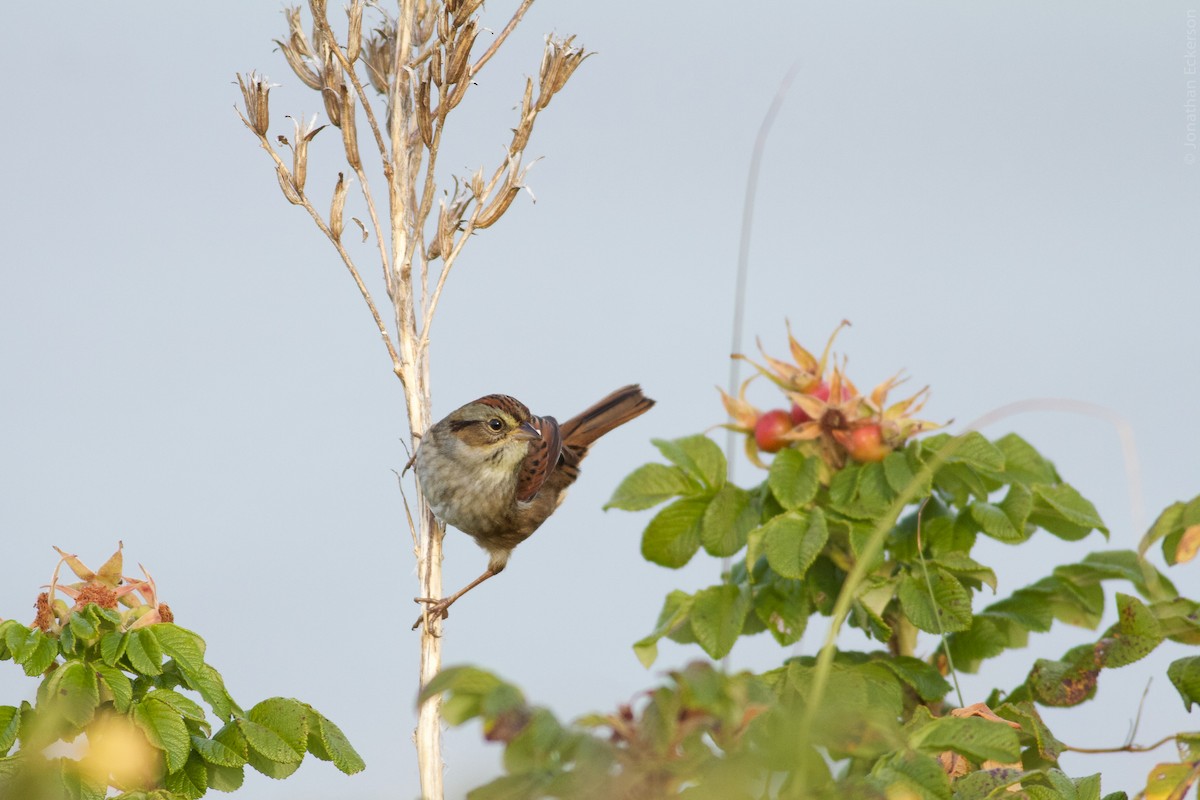 Swamp Sparrow - ML20411881