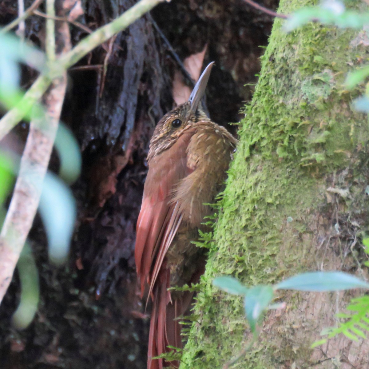 Olive-backed Woodcreeper - ML204118861