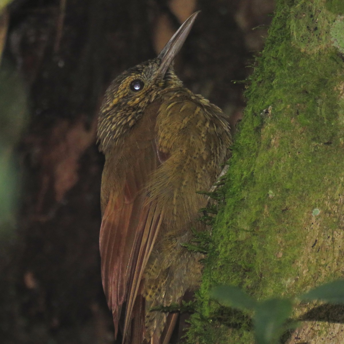 Olive-backed Woodcreeper - ML204118871