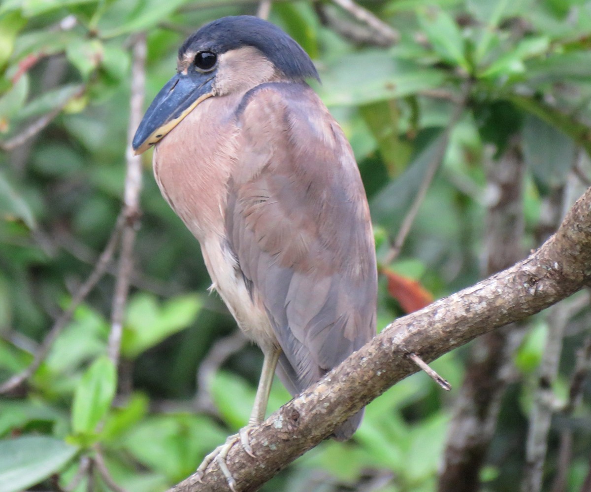 Boat-billed Heron (Southern) - Thore Noernberg