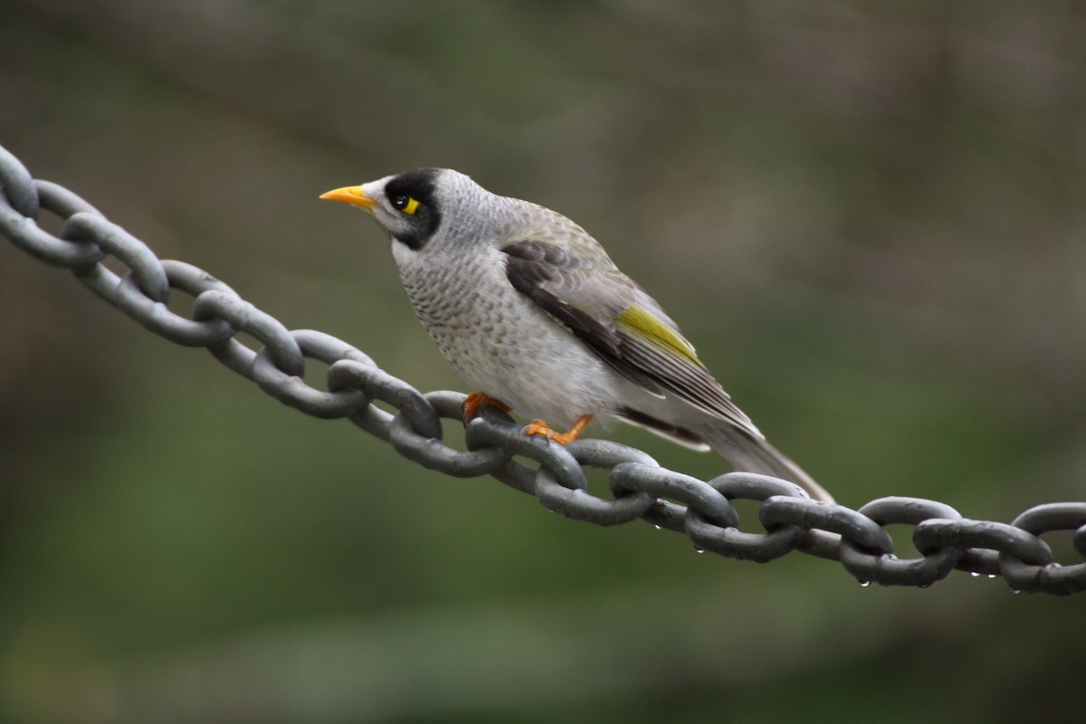 Noisy Miner - ML204119481