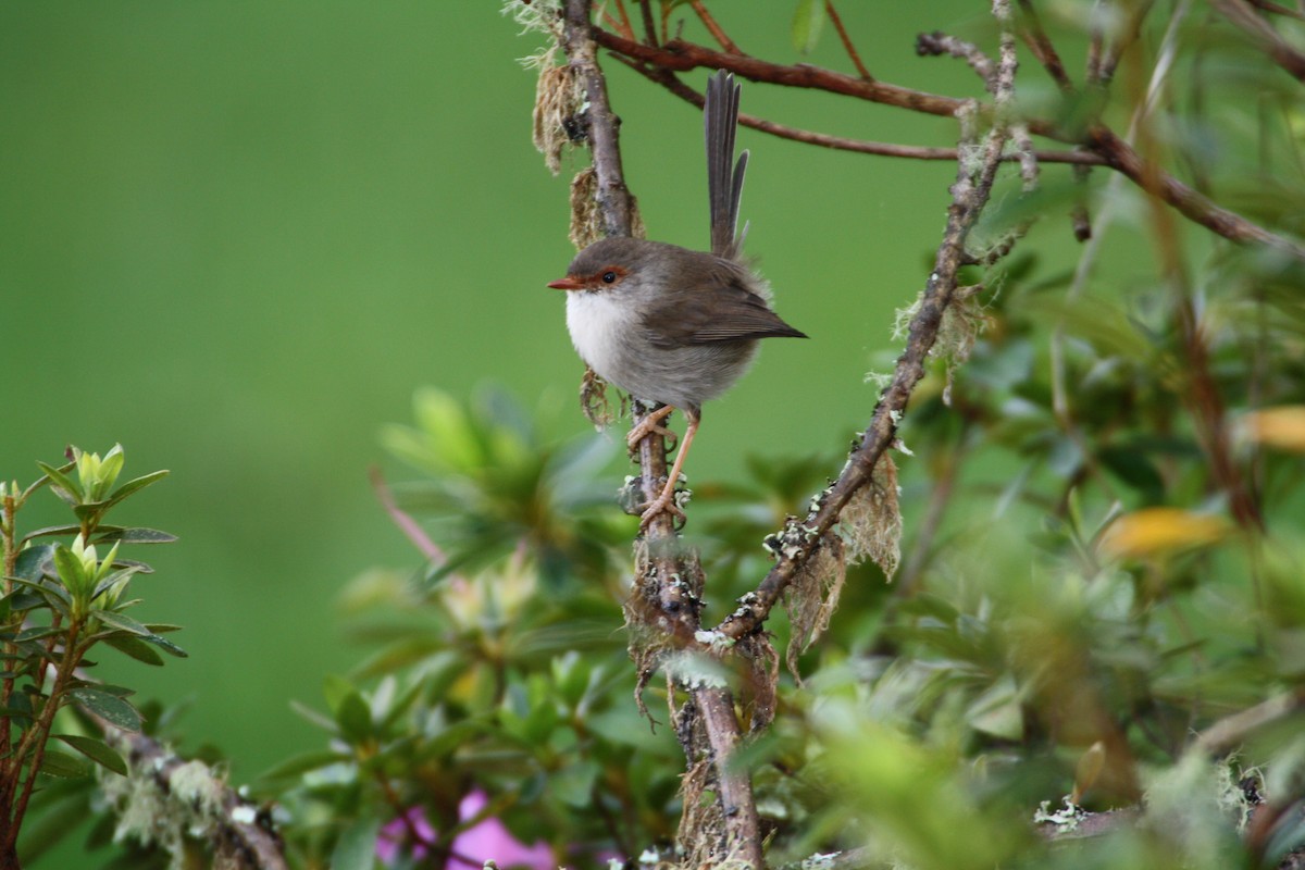 Superb Fairywren - ML204119491