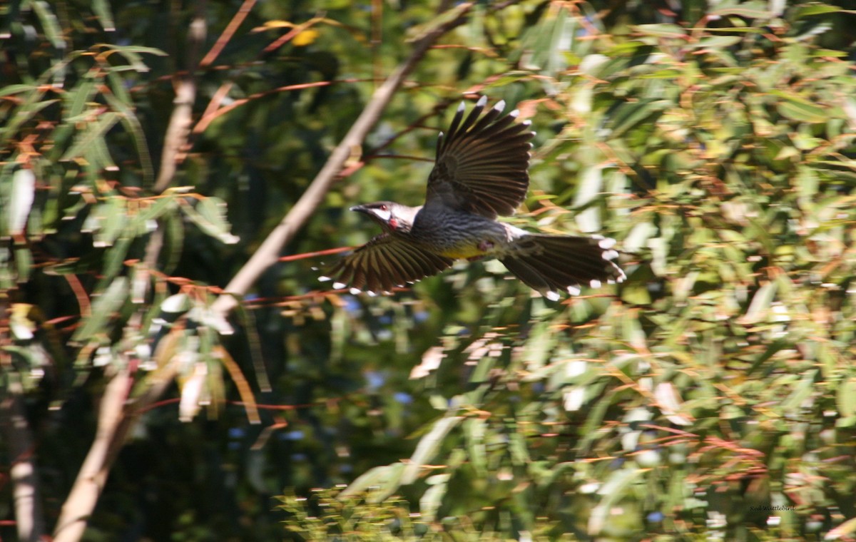 Red Wattlebird - mark broomhall