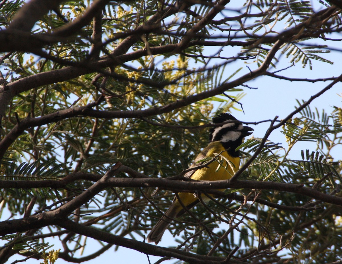 Eastern Shrike-tit - ML204119631