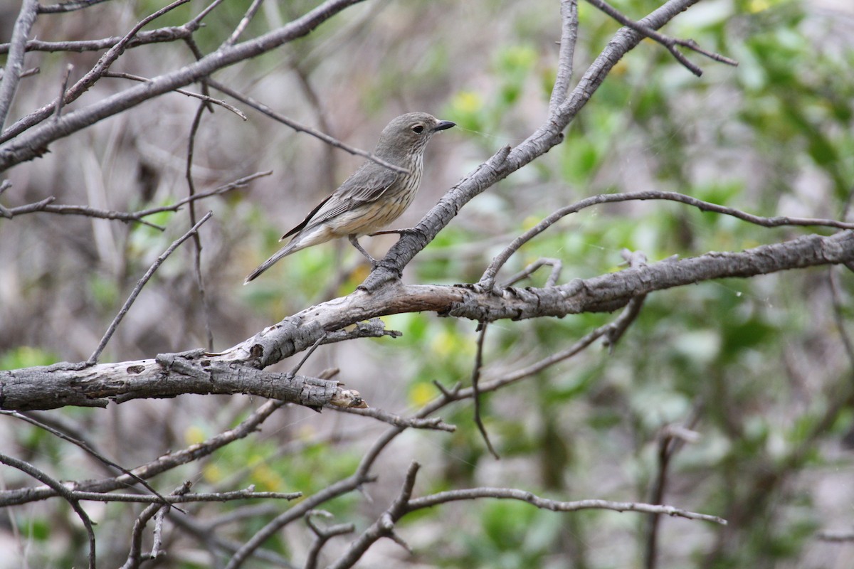 アカハラモズヒタキ - ML204119781