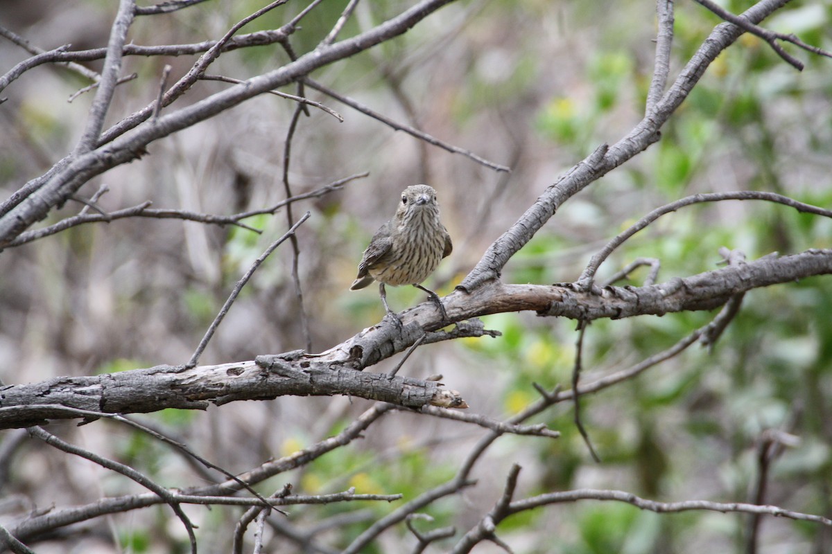 アカハラモズヒタキ - ML204119791