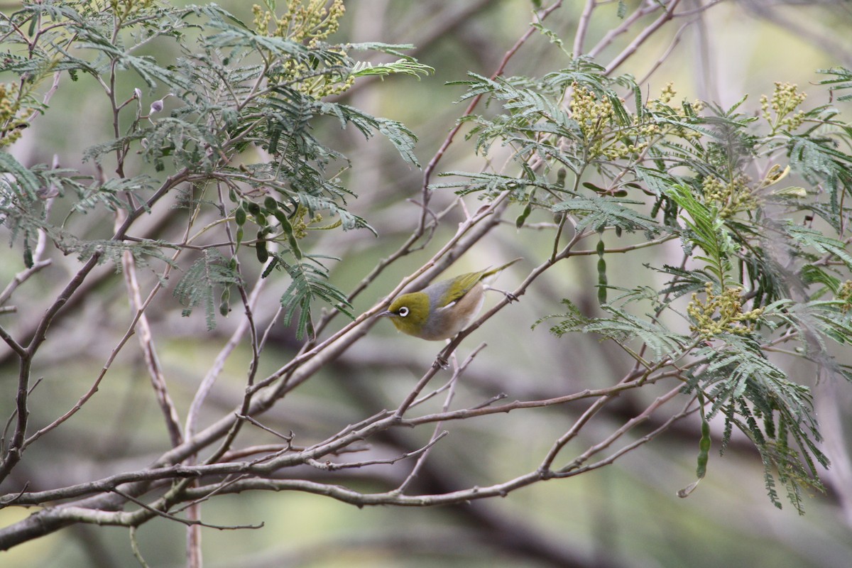 ハイムネメジロ - ML204119801