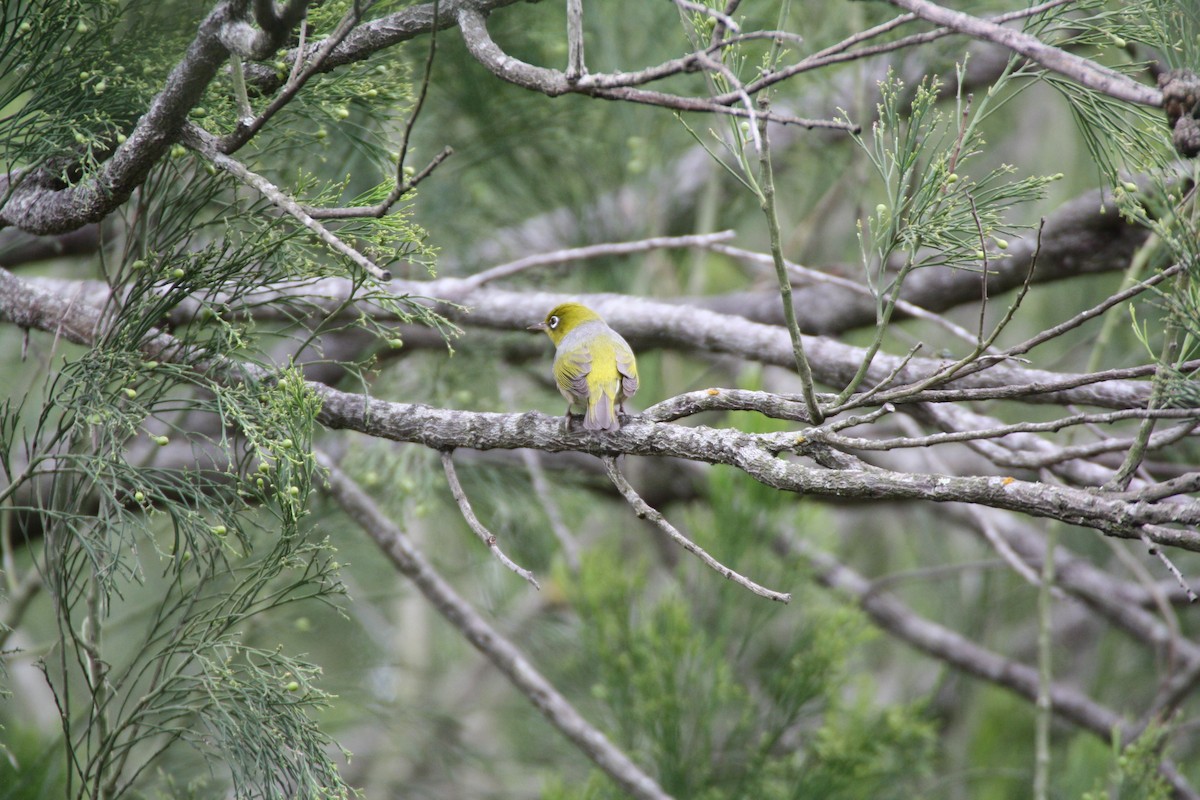 ハイムネメジロ - ML204119811