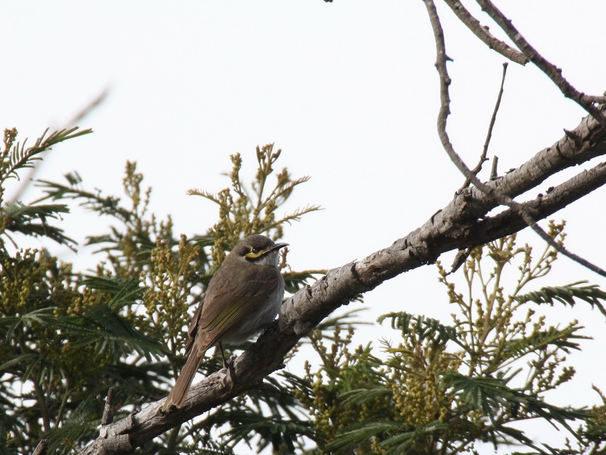 キホオコバシミツスイ - ML204119821