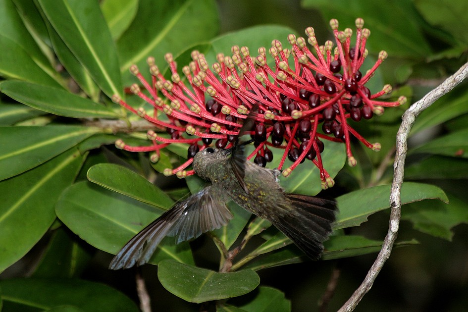 Colibri vert et gris - ML204120141