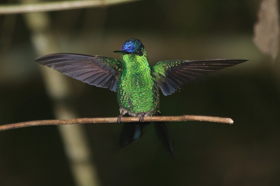 kolibřík fialovotemenný - ML204120221