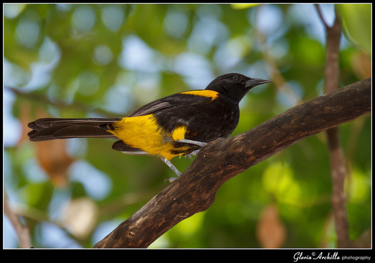 Oriole de Porto Rico - ML204120331