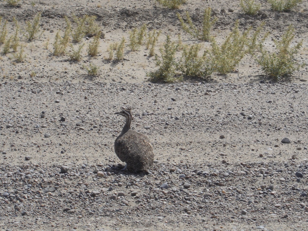 Elegant Crested-Tinamou - Christophe Balleron