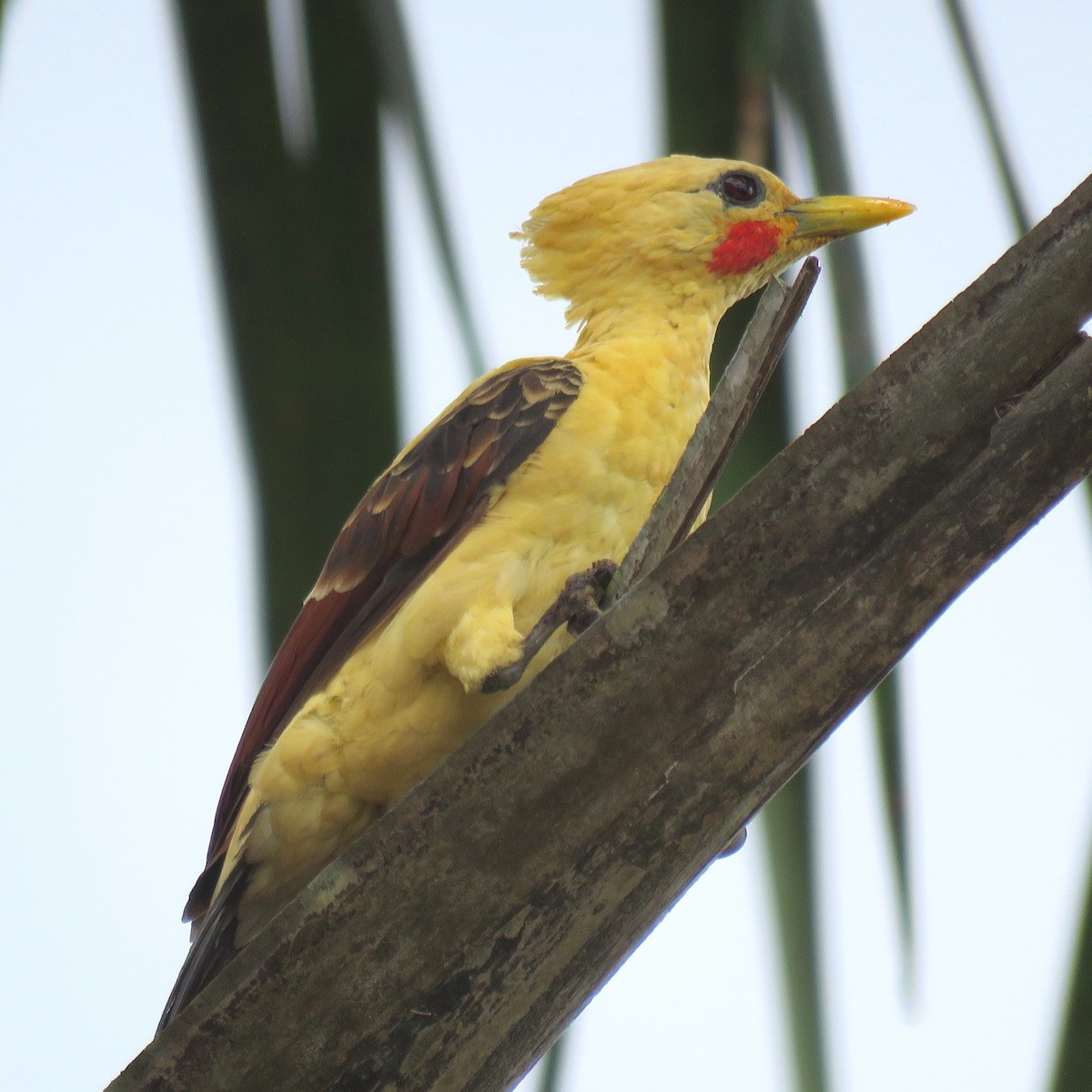 Cream-colored Woodpecker - ML204120691