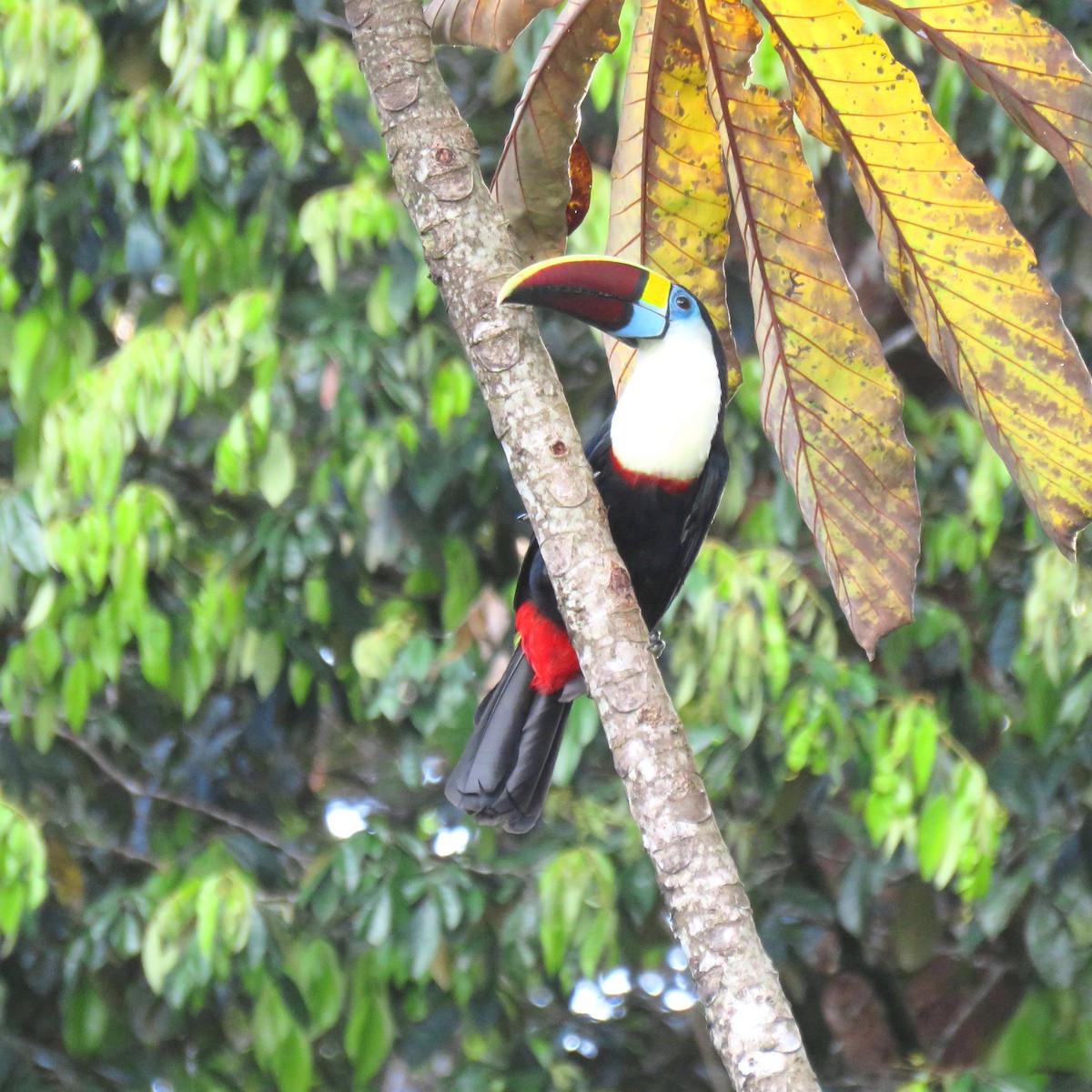 White-throated Toucan - ML204120711