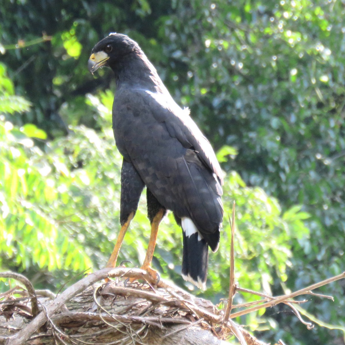 Great Black Hawk (Southern) - ML204120801