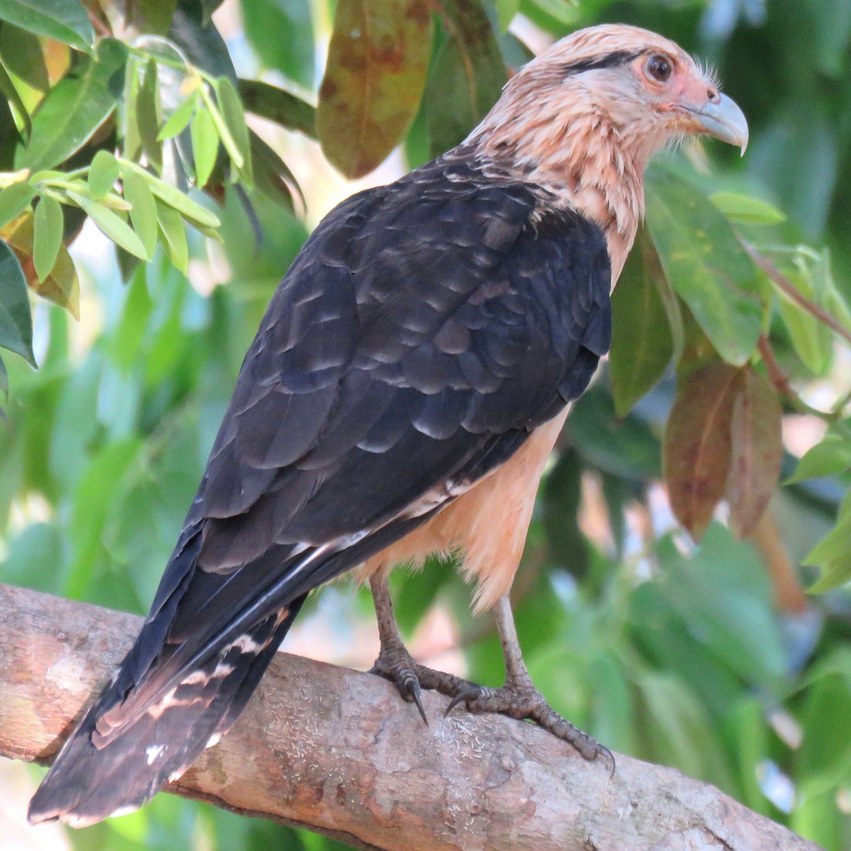 Yellow-headed Caracara - ML204120811