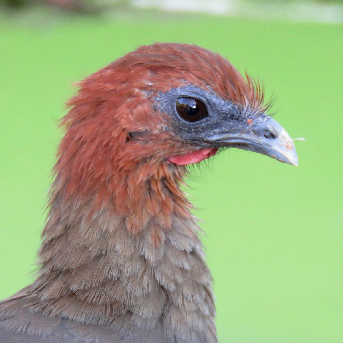 Variable Chachalaca - ML204120991