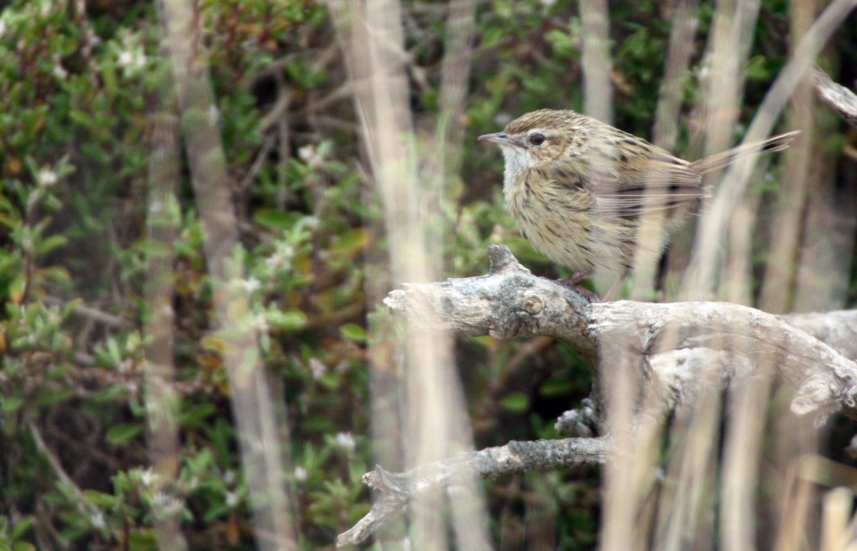 キバラノハラムシクイ - ML204122071