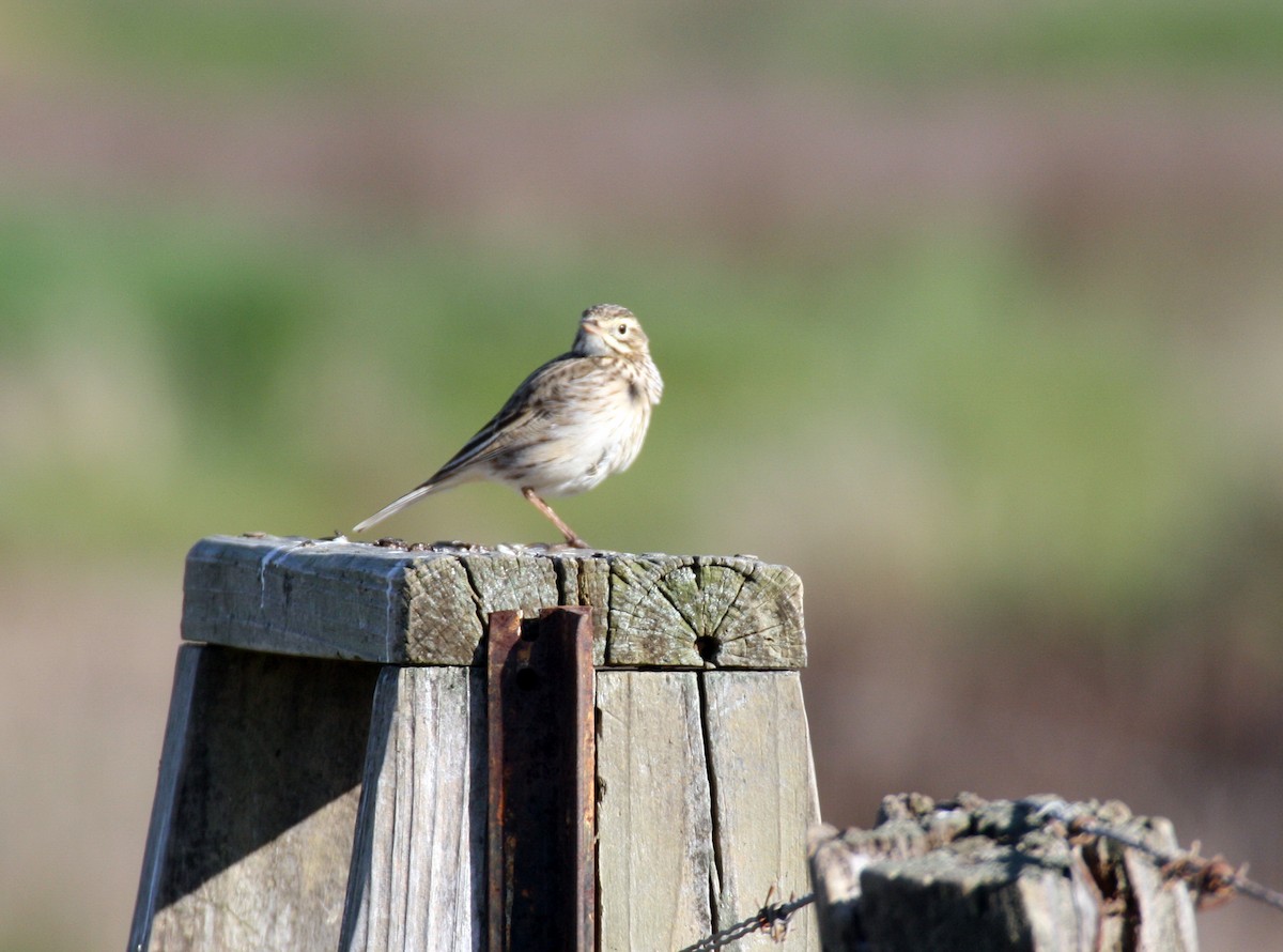 Australian Pipit - ML204122231