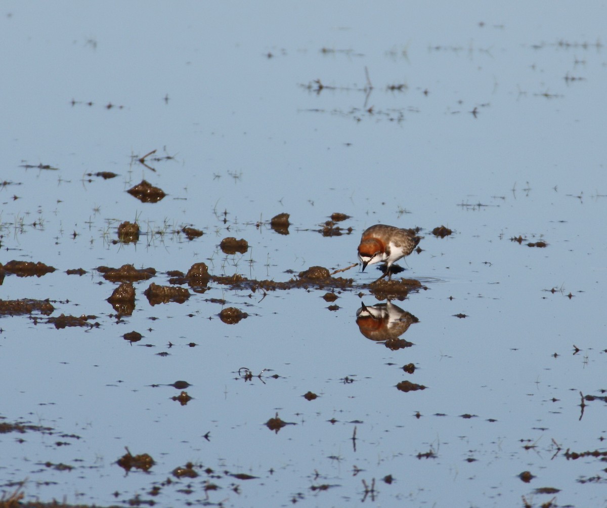 Red-capped Plover - ML204122381