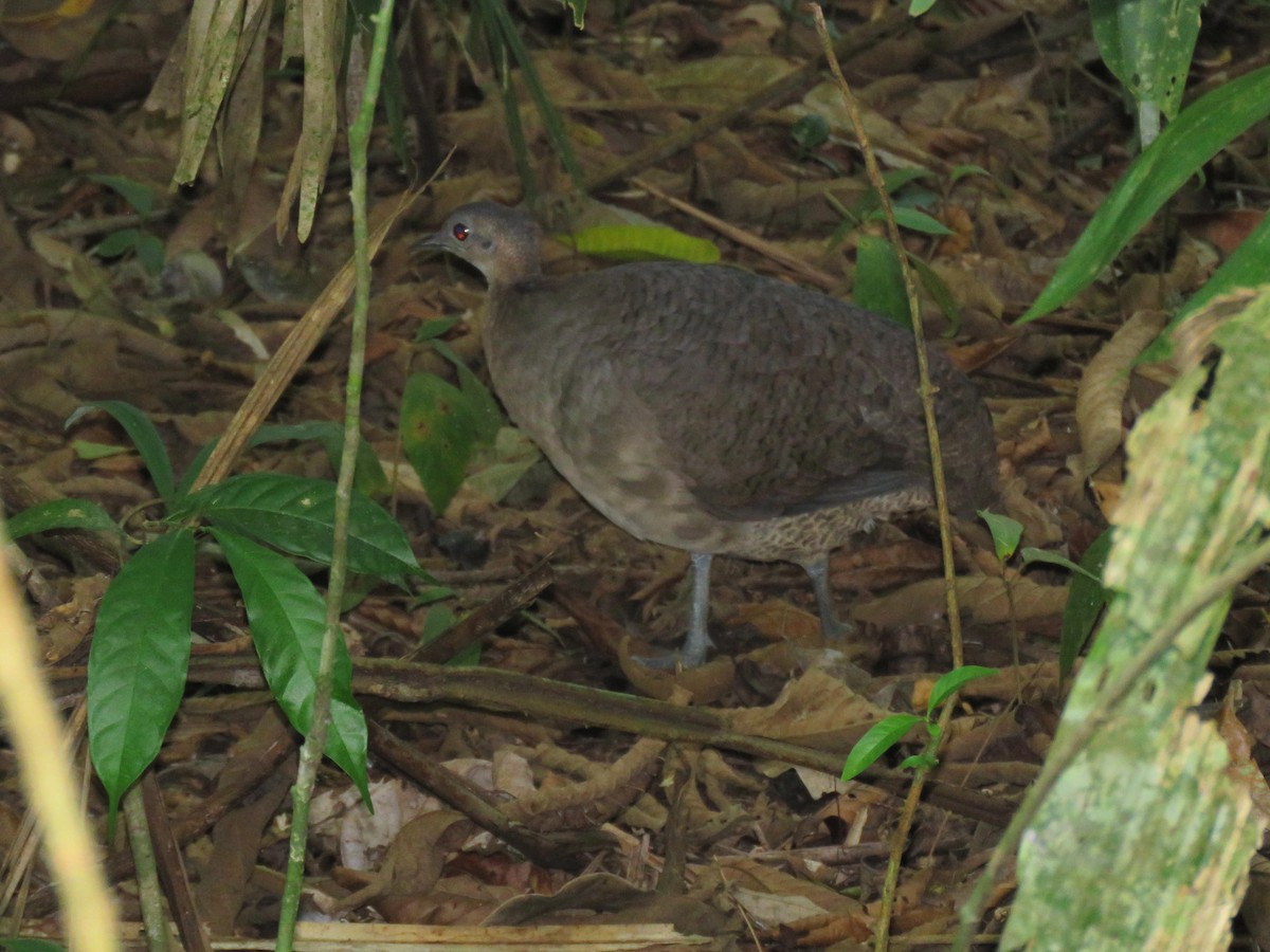 Great Tinamou - Thore Noernberg